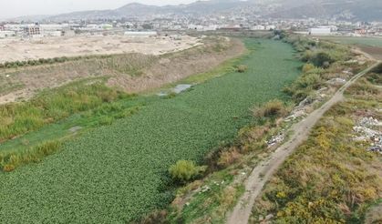 Asi Nehri'nde su sümbülü istilası: Su 'görünmez' oldu